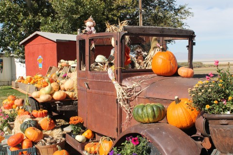 An old truck loaded up with different kinds of pumpkins